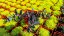 SEDUM HYBR. BERTRAM ANDEROSON