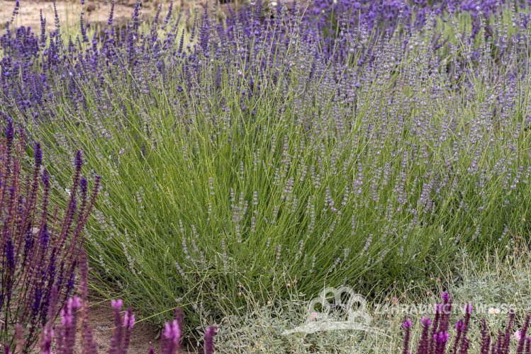 LEVANDULA ANGUSTIFOLIA - DWARF SILVER