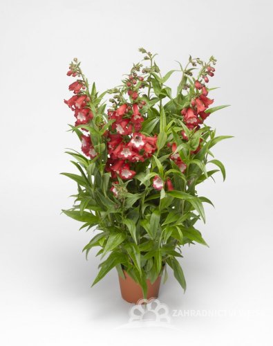 DRAČÍK - PENSTEMON HARTWEIGII 'ARABESQUE RED'
