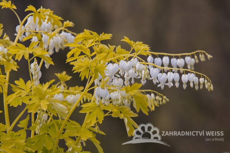 SRDCOVKA NÁDHERNÁ - DICENTRA WHITE GOLD
