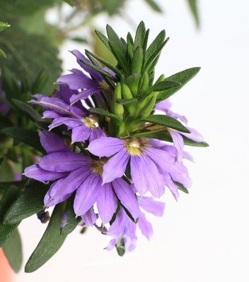 SCAEVOLA - VĚJÍŘOVKA FIALOVÁ