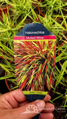 RÁKOSOVKA VELKÁ -HAKONECHLOA MACRA MULLED WINE