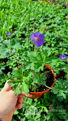 KAKOST - GERANIUM HIMALAYENSE BABY BLUE