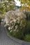 OZDOBNICE MISCANTHUS SINENSIS GRACIELLA