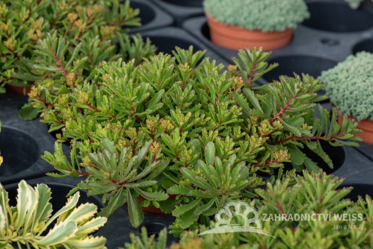 SEDUM FLORIFERUM