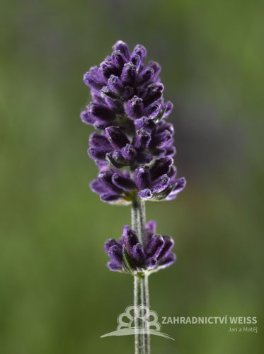LEVANDULE LÉKAŘSKÁ - "BLUE SCENT"