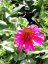 ECHINACEA PURPUREA DELICIOUS CANDY  ®