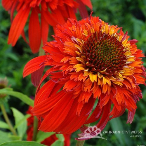 ECHINACEA HOT PAPAYA