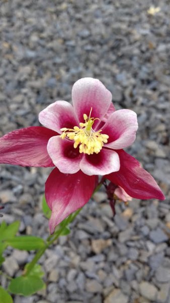 ORLÍČEK MIX - AQUILEGIA "BIEDERMEIER"