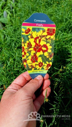 KRASNOOČKO - COREOPSIS VERTICILLATA FIREFLY