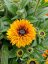 RUDBECKIA HYB. FLAMENCO  BRIGHT ORANGE®