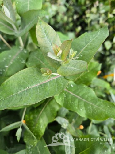 EUCALYPTUS SADA 5KS MIX DRUHY