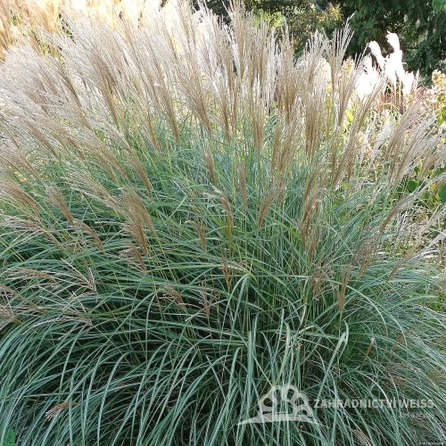 OZDOBNICE MISCANTHUS SINENSIS GRACIELLA