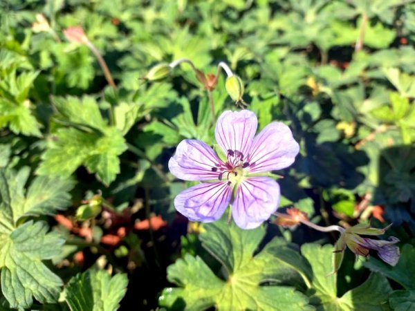 KAKOST – GERANIUM BUXTON BLUE
