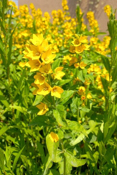 VRBINA TEČKOVANÁ - PUNCTATA LYSIMACHIA