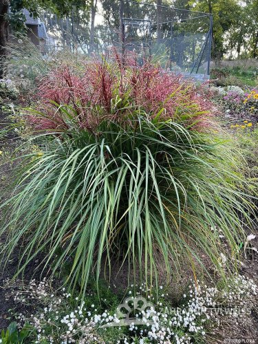 MISCANTHUS SINENSIS POLONUS