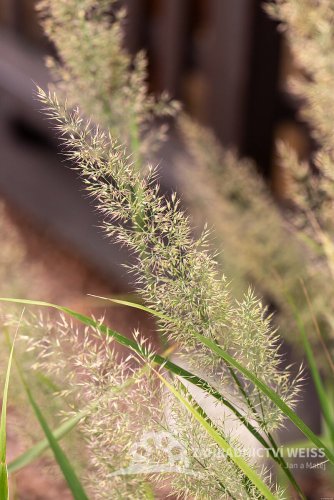 TŘTINA CHLOUPKATÁ - CALAMAGROSTIS BRACHYTRICHA