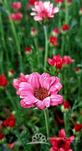 KOPRETINA MAROCKÁ - RHODANTHEMUM HOSMARIENSE ZAGORA PINK ®