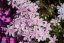 FLOX SKALKOVÝ - PHLOX SUBULATA "CANDY STRIPES"