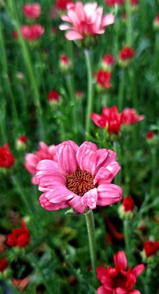 KOPRETINA MAROCKÁ - RHODANTHEMUM HOSMARIENSE ZAGORA PINK ®