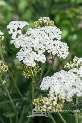 ACHILLEA MILLEFOLIUM SCHNEETALER