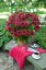 RUDBECKIA x HYBRIDA FLAMENCO TRUE RED ®