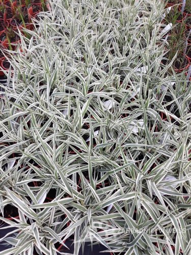 ARUNDO DONAX „ELY“