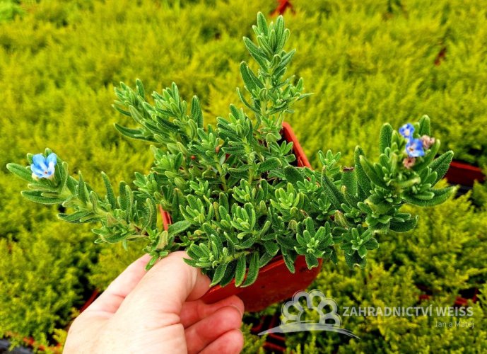 KAMEJKA - LITHODORA HEAVENTLY BLUE