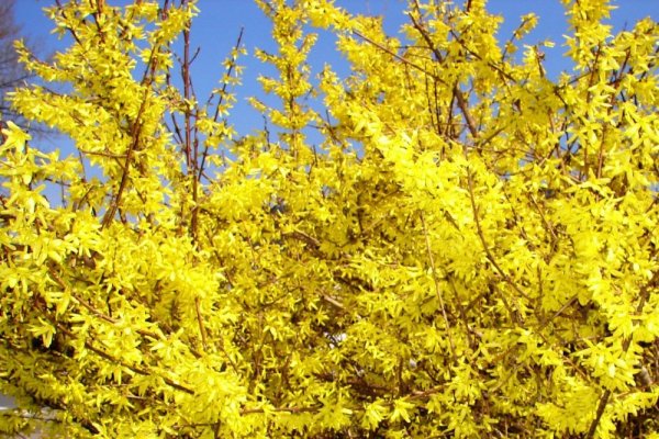 ZLATÝ DÉŠŤ - FORSYTHIA