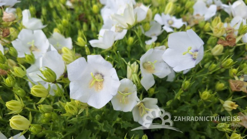ZVONEK KARPATSKÝ - CAMPANULA KARPATICA AVIDA WHITE
