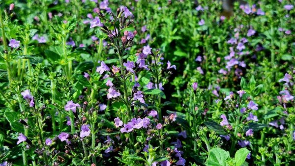 MARULKA LÉKAŘSKÁ – CALAMINTHA NEPETA „MARVELETTE BLUE“