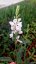 GAURA KARALEE WHITE - SVÍČKOVEC BÍLÝ