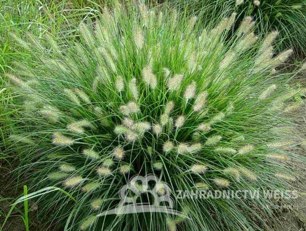 PENNISETUM HAMELN