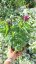 MONARDA HYBR. SUGAR BUZZ®GRAPE GUMBALL