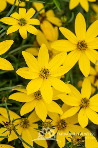 KRÁSNOOČKO - COREOPSIS VERTICILLATA ZAGREB