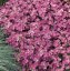 HUSENÍK - ARABIS BLEPHAROPHYLLA "DEEP ROSE "