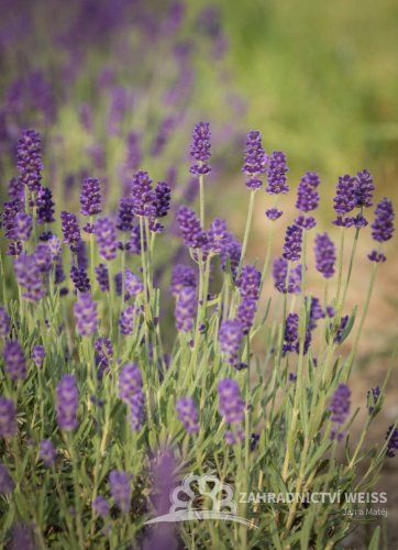 LEVANDULE PROSTŘEDNÁ - LAVANDULA PHENOMENAL