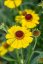 HELENIUM HYBR. WESERGOLD