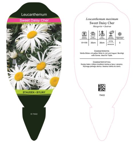 LEUCANTHEMUM MAXIMUM "SWEET DAISY CHER" - KOPRETINA VELKOKVĚTÁ
