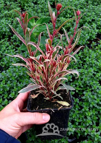 GAURA LINDHEIMERI GAMBIT VARIEGARA ROSE