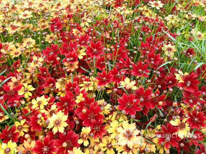 KRÁSNOOČKO  - COREOPSIS CHERRY PIE
