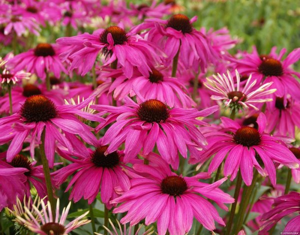 ECHINACEA HYB. PURPLE EMPEROR
