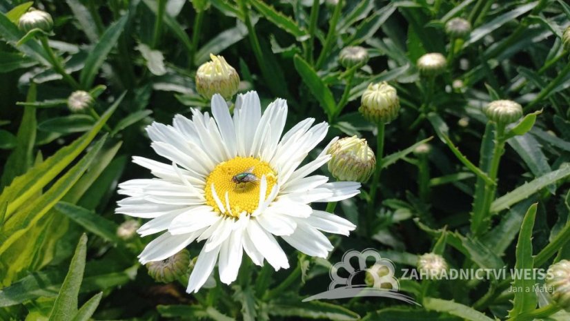 KOPRETINA - LEUCANTHEMUM x SUPERBUM SPOON FULL OF SUGAR