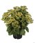 SEDUM HONEY GOLD