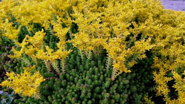 SEDUM SEXANGULARE