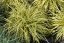 CAREX OSHIMENSIS EVERGOLD