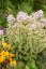 PHLOX PANICULATA - SUMMER FLOWERING NORA LEIGH