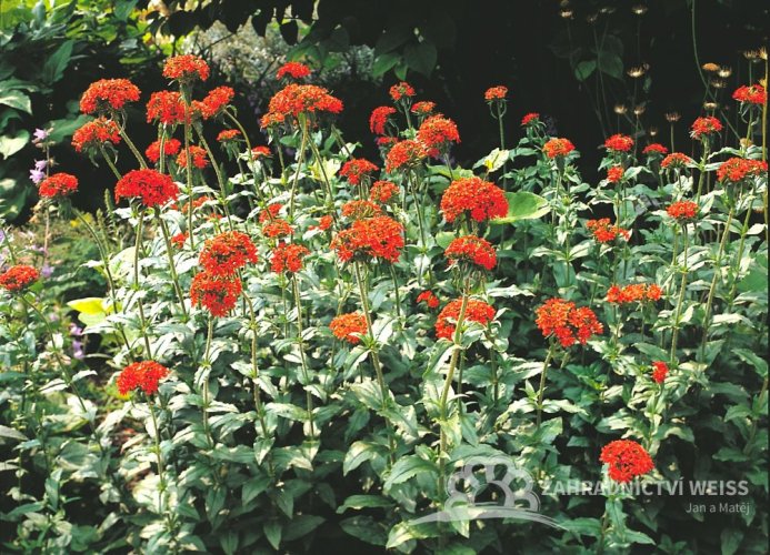 KOHOUTEK PLAMENY ČERVENÝ – LYCHNIS CHALCEDONICA RED