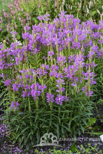 ŘETĚZOVKA RŮŽOVÁ - PHYSOSTEGIA VIVID