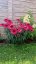 ECHINACEA SENSATION WILD ROMANCE